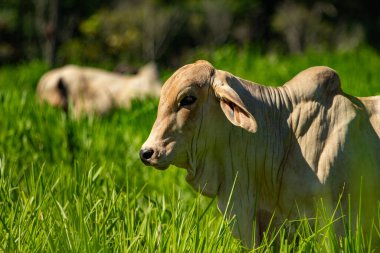 Birkaç hayvanlı bir sürü, taze otlarla dolu bir tarlada otluyor..