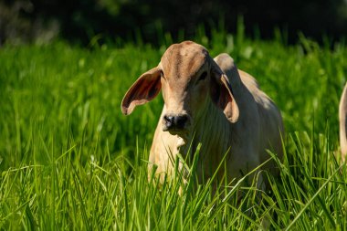 Bir öküz, çiftlikteki taze yeşil çimlerin ortasında kameraya bakıyor..