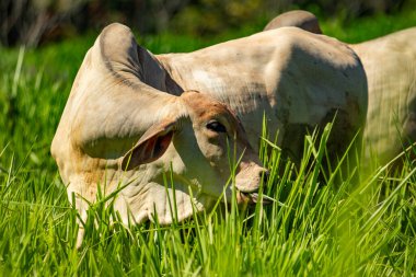 Bir öküz, başı geriye dönmüş, taze yeşil otlar yiyor..