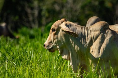 Bir çiftliğin yemyeşil otlağında küçük bir sığır sürüsü..