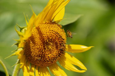 Arı ve bulanık arkaplan ile bazı taç yaprakları eksik bir ayçiçeğinin ayrıntılarını kapat.