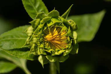 Bir ayçiçeği açmaya başlıyor.