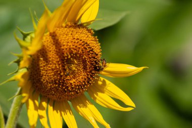 Arı ve bulanık arkaplan ile bazı taç yaprakları eksik bir ayçiçeğinin ayrıntılarını kapat.