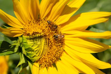  Ortasında arılar olan, taç yaprakları katlanmış bir ayçiçeği..