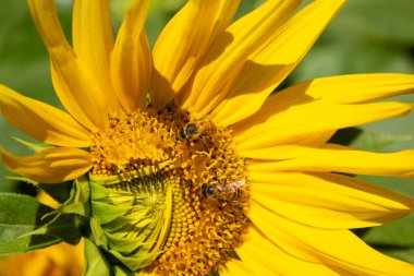  Ortasında arılar olan, taç yaprakları katlanmış bir ayçiçeği..