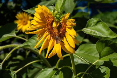 Bulanık arka planda yeşil yapraklarla yeni açılan bir ayçiçeği..
