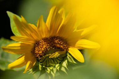 Kapalı bir ayçiçeğinin yaprakları hala açılmamış..