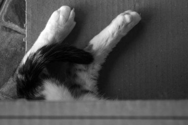 Karton bir kutunun içinde uyuyan bir kedinin arka ayaklarının ayrıntıları. Siyah ve beyaz resim.