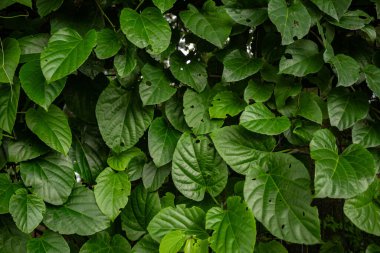 Bir tür sürüngenin taze yeşil yapraklarını kapatın. Yapraklarla dolu çerçeve.