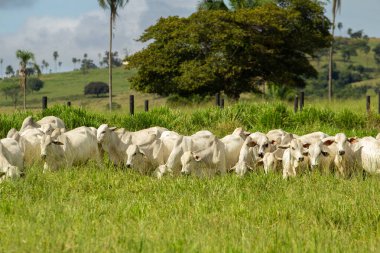  Taze yeşil çayır üzerinde sığır sürüsü olan kırsal bir arazi..