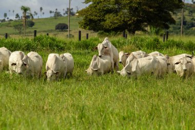 Taze otlaklarda sıraya dizilmiş bir sürü..