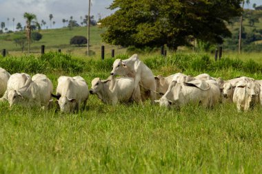 Taze otlaklarda sıraya dizilmiş bir sürü..