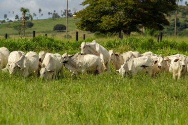 Taze otlaklarda sıraya dizilmiş bir sürü..
