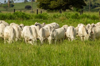 Otlayan küçük bir sığır sürüsü, yeşil otlakla çelişen beyaz öküzler..