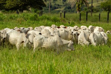 Otlayan küçük bir sığır sürüsü, yeşil otlakla çelişen beyaz öküzler..