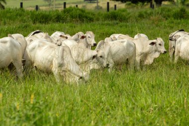 Otlayan bir sığır sürüsü, taze yeşil otlakla çelişen beyaz öküzler..