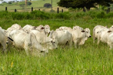 Otlayan bir sığır sürüsü, taze yeşil otlakla çelişen beyaz öküzler..