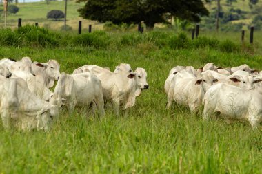 Otlayan bir sığır sürüsü, taze yeşil otlakla çelişen beyaz öküzler..