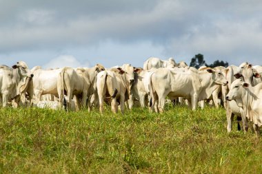 Otlaktaki küçük bir sığır sürüsü.