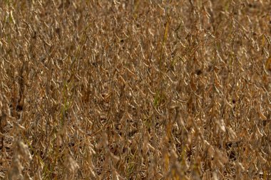 Brezilya 'nın iç kesimlerindeki bir çiftlikte soya fasulyesi ekimi.