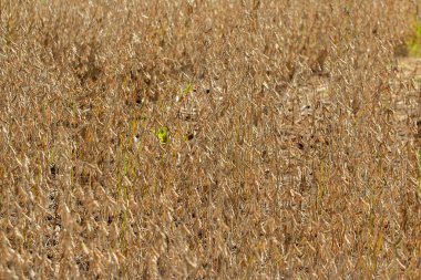 Brezilya 'nın iç kesimlerindeki bir çiftlikte soya fasulyesi ekimi.