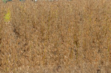 Brezilya 'nın iç kesimlerindeki bir çiftlikte soya fasulyesi ekimi.