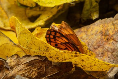 Kuru bir yaprağın içinde turuncu bir kelebek.