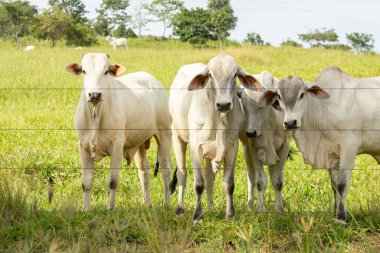 Çiftlik otlağındaki küçük bir sığır sürüsü.