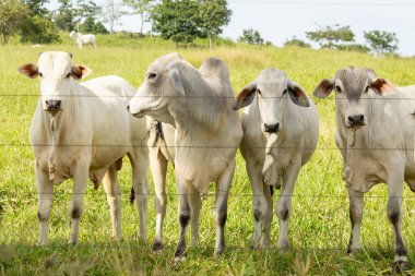 Çiftlikteki bir otlaktaki küçük bir sığır sürüsünden bir grup hayvan..