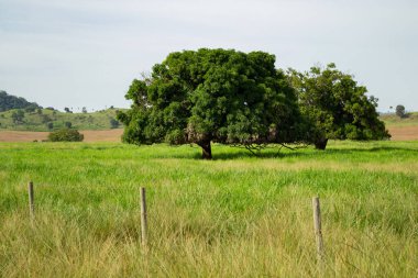 Brezilya 'nın iç kesimlerinde, çayırın ortasında yapraklı bir ağaç olan bir çiftlik manzarası..