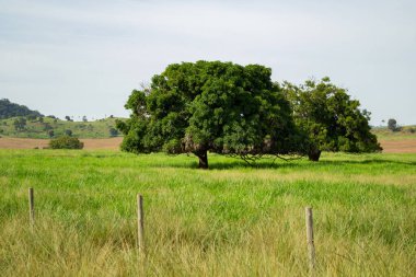 Brezilya 'nın iç kesimlerinde, çayırın ortasında yapraklı bir ağaç olan bir çiftlik manzarası..