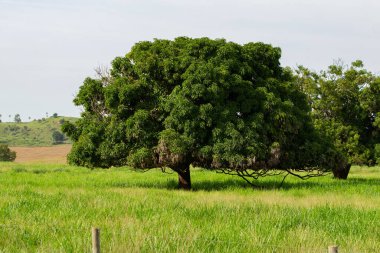 Açık, güneşli bir günde, çayırın ortasında yapraklı ağaçlar..