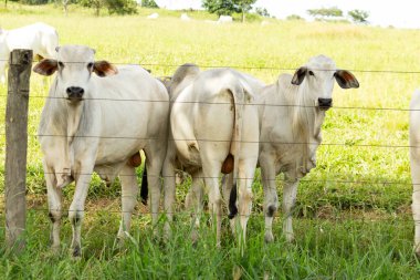  Bir grup sığır otlakta..