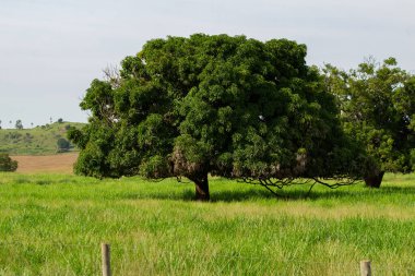 Açık, güneşli bir günde, çayırın ortasında yapraklı ağaçlar..