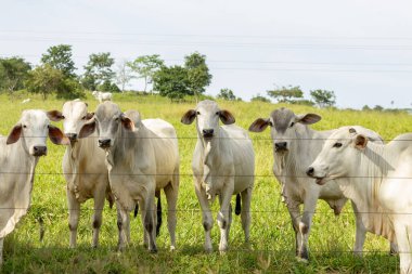  Açık bir günde küçük bir sığır sürüsü bir çiftlik otlağında.