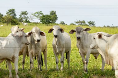  Açık bir günde küçük bir sığır sürüsü bir çiftlik otlağında.