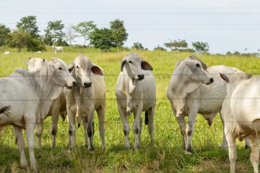  Açık bir günde küçük bir sığır sürüsü bir çiftlik otlağında.