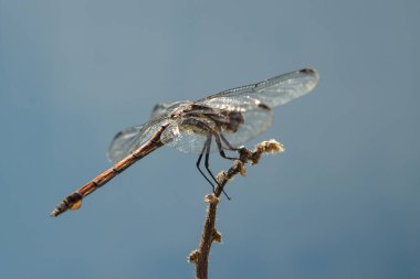 Mavi arka planı olan bir dala tünemiş bir yusufçuk..