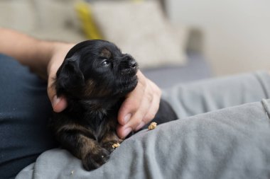 Koruyucunun kucağında bir köpek yavrusu.