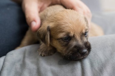 Koruyucunun kucağında bir köpek yavrusu.