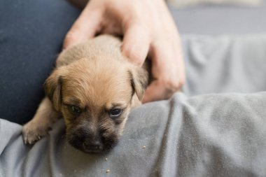 Koruyucunun kucağında bir köpek yavrusu.