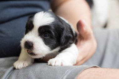 Koruyucunun kucağında bir köpek yavrusu.