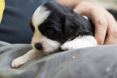 Koruyucunun kucağında bir köpek yavrusu.