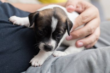 Koruyucunun kucağında bir köpek yavrusu.