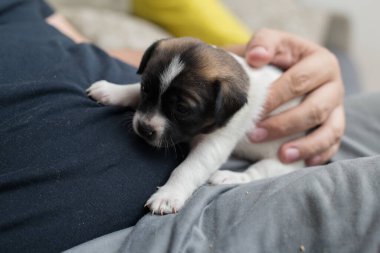Koruyucunun kucağında bir köpek yavrusu.