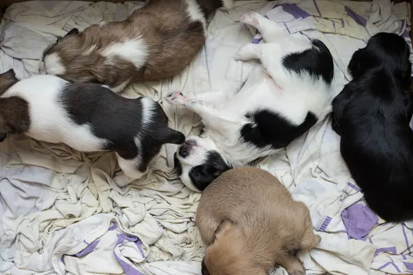 Karton bir kutunun içindeki yavru köpeklerin ayrıntıları.