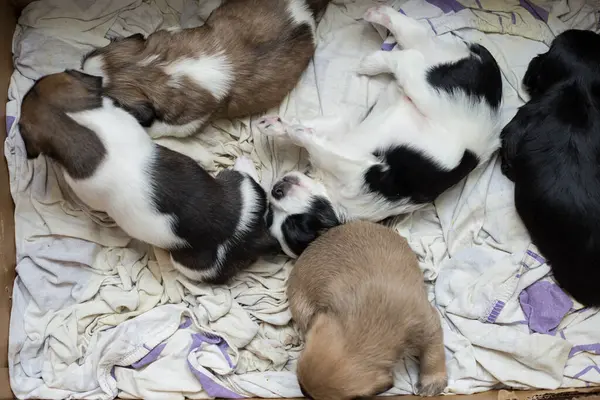 Karton bir kutunun içindeki yavru köpeklerin ayrıntıları.