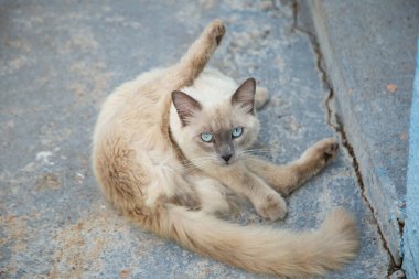 Krem rengi kürklü, mavi gözlü, kendini yalayan, beton zeminde oturan çok güzel bir kedi..