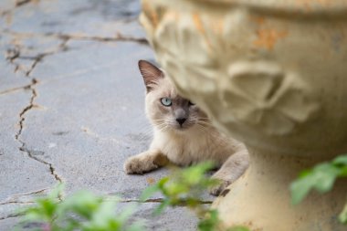 Arka bahçedeki beton zeminde, saksı bitkisinin arkasında yatan sevimli bir kedinin ayrıntıları..