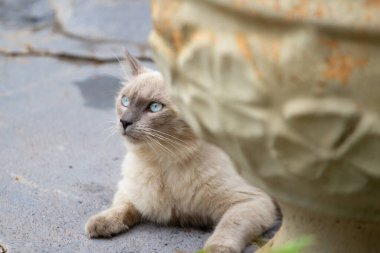 Arka bahçedeki beton zeminde, saksı bitkisinin arkasında yatan sevimli bir kedinin ayrıntıları..